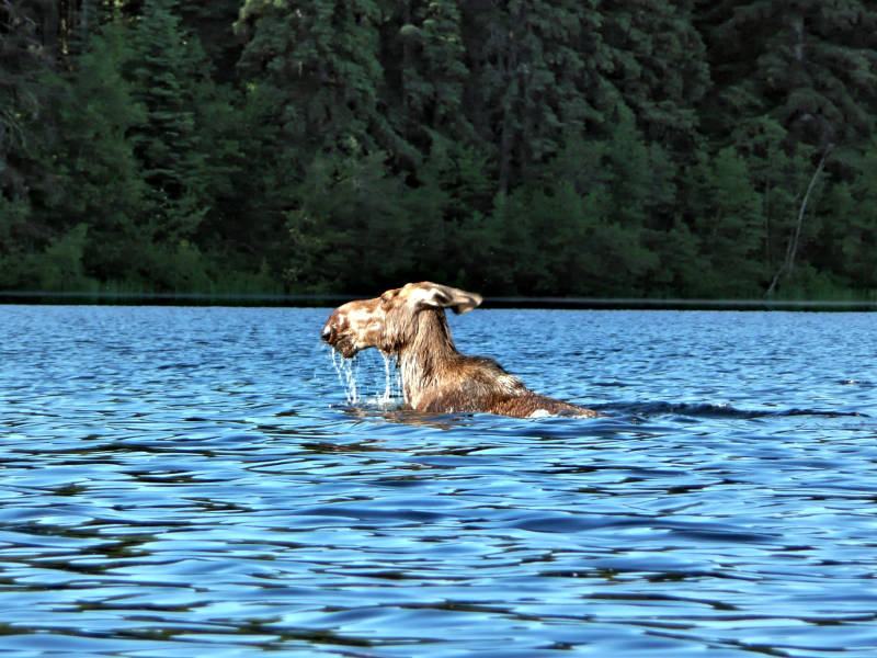 Long distance swimmer, Needa Lake, BC
